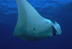 Raja Ampat 2016 - Manta Biostris - Oceanic Manta Ray - Raie Manta Oceanique - IMG_4247_rc